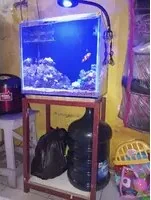 Foto tank Bagus